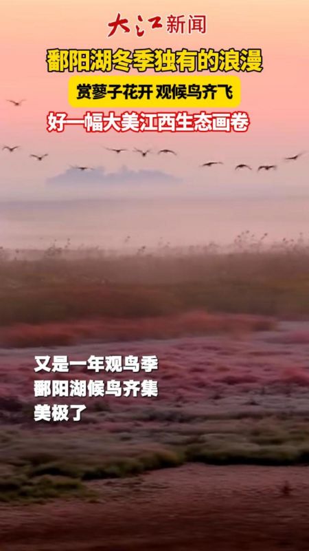 赏蓼子花开 观候鸟齐飞